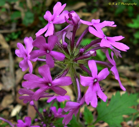 {Verbena canadensis}